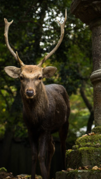 Deer (2)