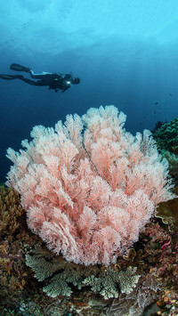 The impact of bleaching on the great barrier reef