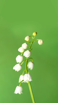 Beautiful lily