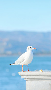 Seagulls l24