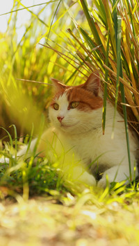 The cat under the rice field
