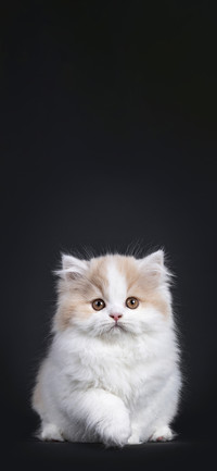 猫咪写真壁纸-锐景创意