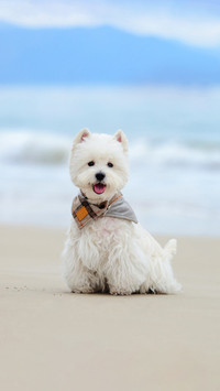 How often should dogs take a bath