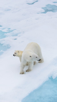 Polar Bear Mother and Cub on the Pack Ice