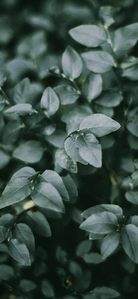 Shadows of Green Leaves-PAIXIN