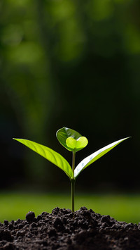 植树节-拍信图库