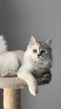 Why is the cat so cold