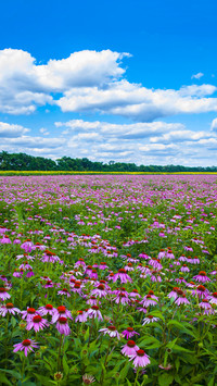 Colorful Flower Field