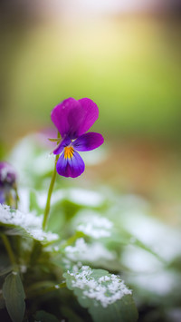 Winter plants