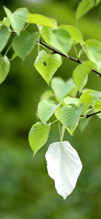 植物色彩之谜-拍信图库
