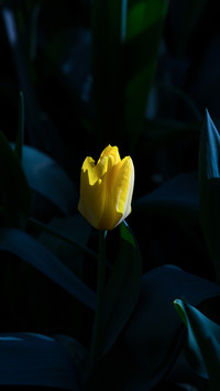 Tulips in Full Bloom in the Park in Spring