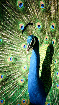 peacock_0006_peacock_0008_图层 7