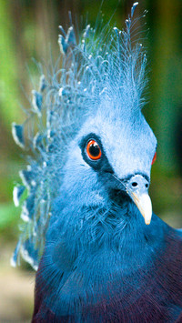 peacock_0001_peacock_0013_图层 2