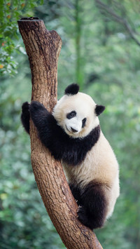 Why is it difficult to distinguish the gender of pandas