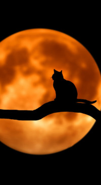 Horror (26)