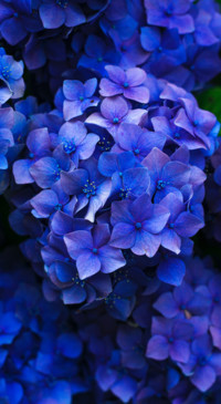 Rich Colors (27)