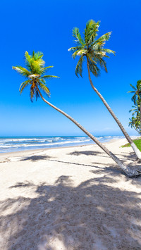 Island coconut tree