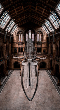Dinosaur (13)