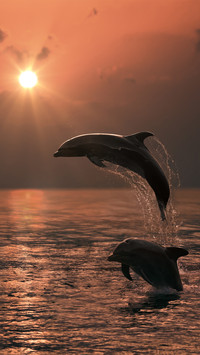 The tide rises and the whale falls-01