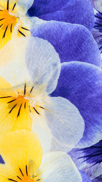 Spring scenery-16