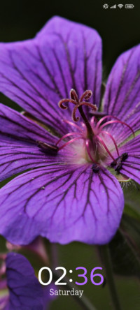 Mystic Bloom