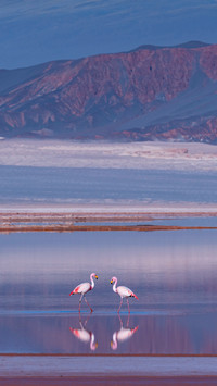 James's flamingo or Puna flamingo