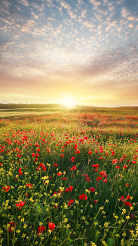Colorful Flower Field