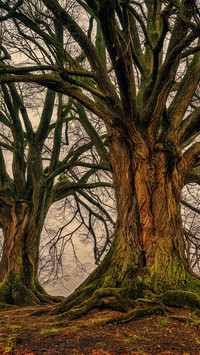 Tree-fic (4)