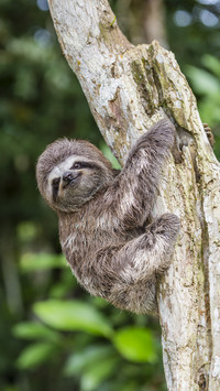 Cute sloth