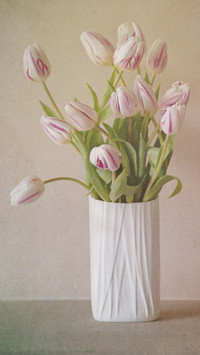 The Invincible Guide to Summer Flower Cultivation 9