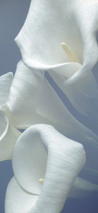 花事