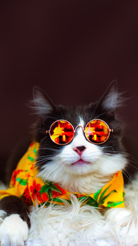酷帅小猫-拍信图库