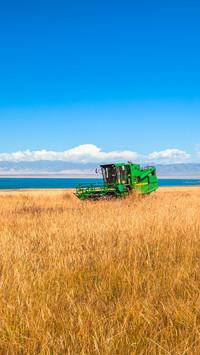 Oat fields at Qinghai Lake during the autumn harvest