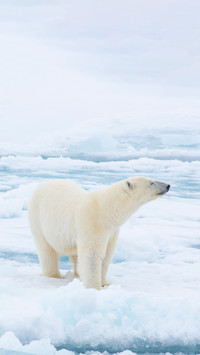 Polar Bear