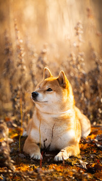Apology of firewood dog 34
