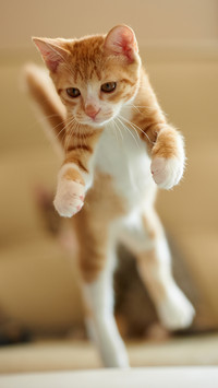飞翔的猫-视觉中国