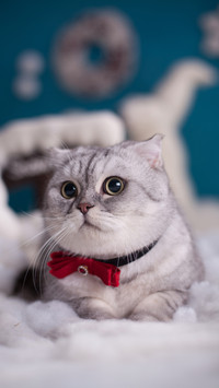 Do not purchase folded ear cats