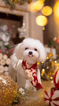 马尔济斯犬的小秘密