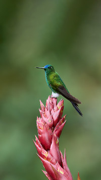 The little hummingbird has an extraordinary mind