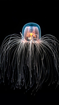 Turritopsis dohrnii on a black background