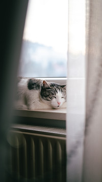 a  cat sleeping on windowsill on gloomy winter day