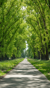 Green forest trails