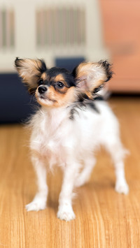 What to do if the dog has serious separation anxiety 2