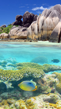 Tropical paradise underwater