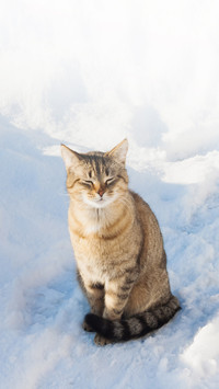 One striped cat on a outdoors on a snowy background