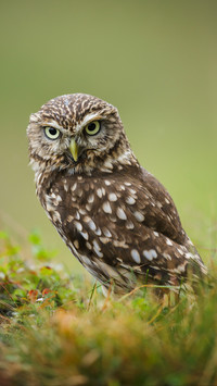 Disappearing spotted owl 30