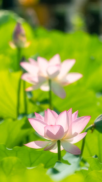 夏季荷花-拍信图库