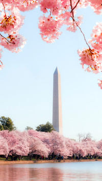Cherry blossoms in splendor