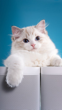 温顺的布偶猫