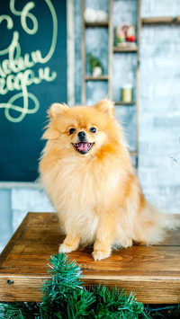 博美犬饲养手册